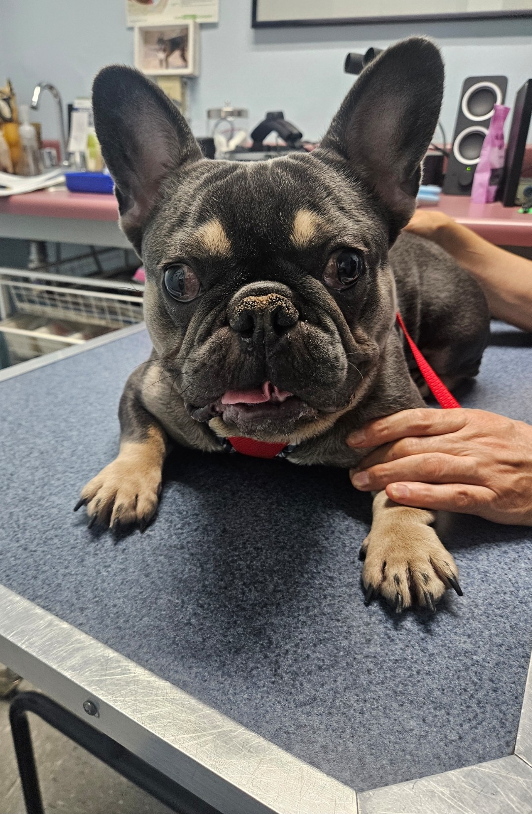 French Bulldog patient at AVEC